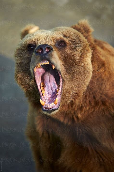 Angry Bear Bwin