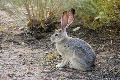 Black Jack Rabbit