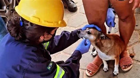 Blackjack De Resgate De Animais E Catahoula Conexao