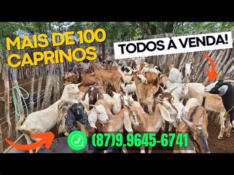 Caprinos A Venda De Casino