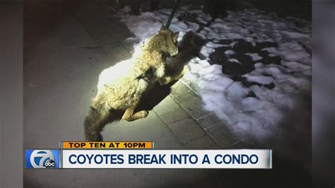 Coyote Crash Betsul