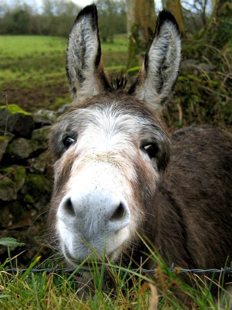 Donkey Imagem