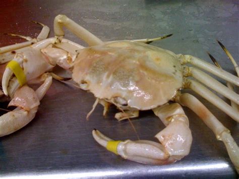Golden Crab Brabet