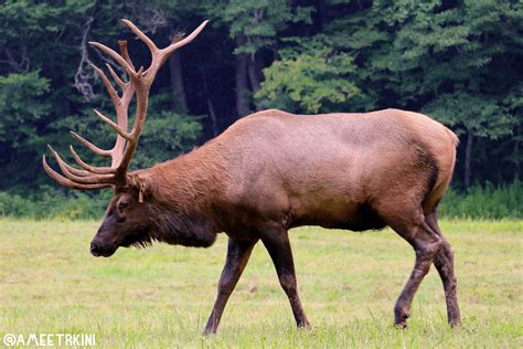 Great Wild Elk Betsul