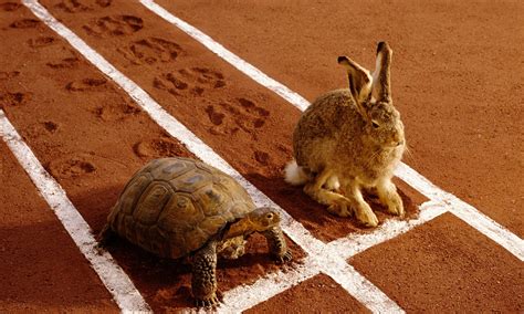 Hare Vs Tortoise Bwin