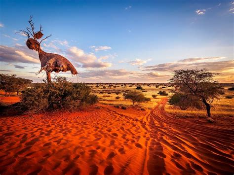 Kalahari Safari Parimatch