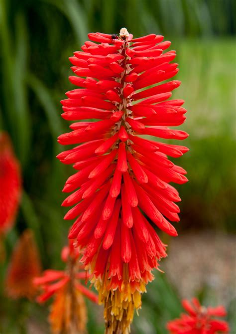 O Plantio De Red Hot Poker Plantas