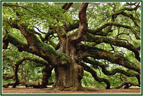 Post Oak Blackjack Floresta De Carvalhos