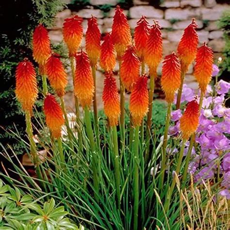 Red Hot Poker Variedades De Plantas