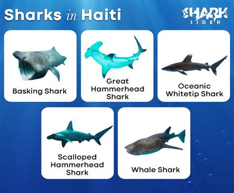 Shark Casino Haiti