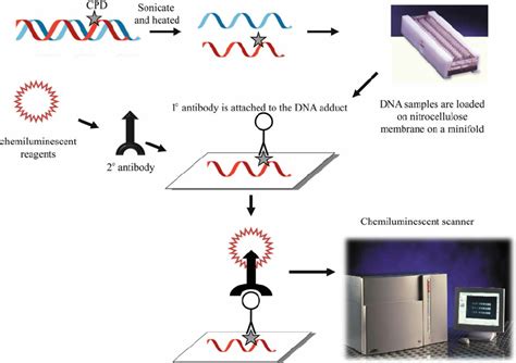 Slot De Dna