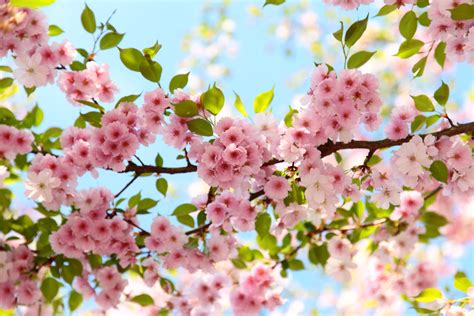 Spring Blossom Brabet