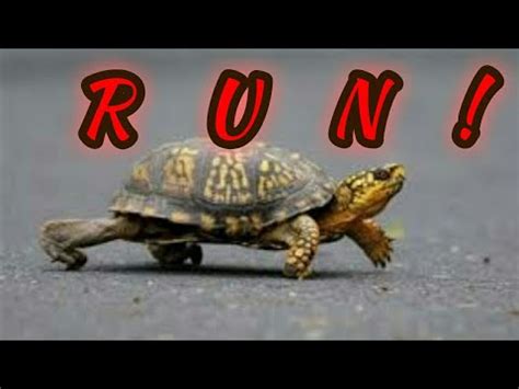 Turtle Run Betfair