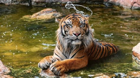 Water Tiger Brabet