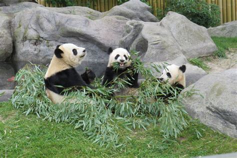 Wild Giant Panda Blaze