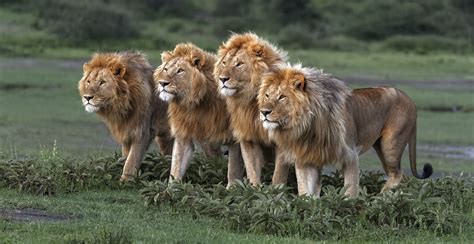 Wild Lion Sportingbet