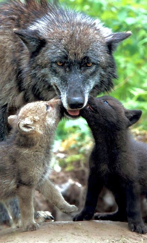 Wolf Cub Betsul