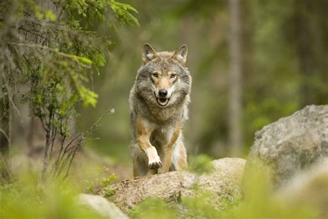 Wolf Wild Novibet